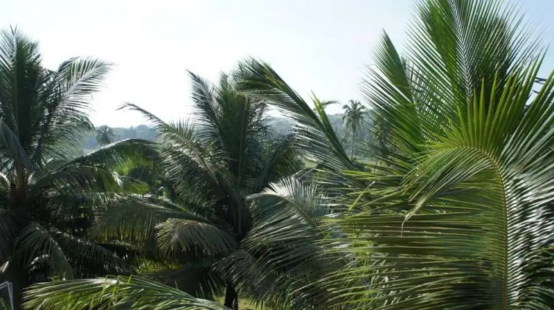 PARVATI STUDIO