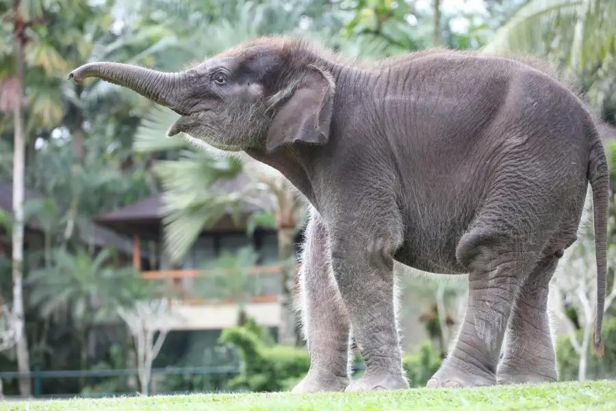 MASON ELEPHANT PARK AND LODGE