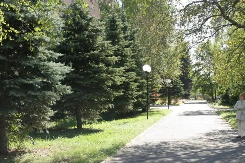 СОСНЫ РАМЕНСКОЕ