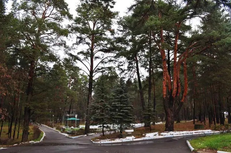 ЛЕСНАЯ ОПУШКА