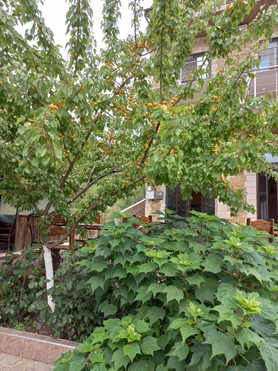 ЗОЛОТЫЕ ПЕСКИ МАНАСКЕНТ