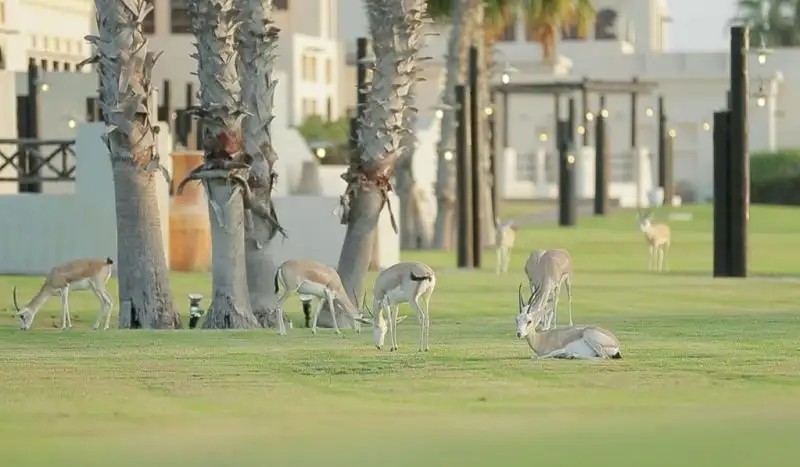 AL MAYA ISLAND & RESORT