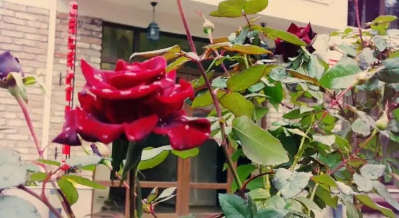 ROSES GARDEN