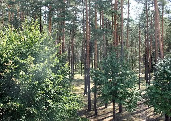 БЕЛИНО