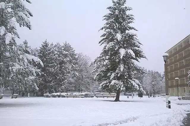 СОСНЫ