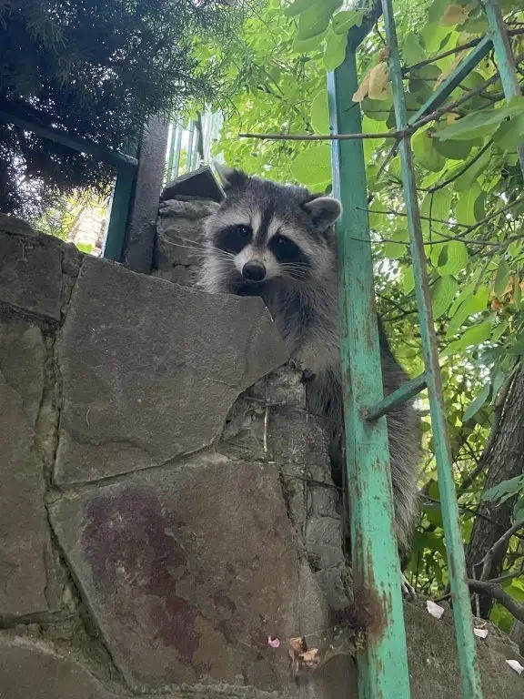 ЮЖАНКА