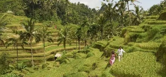 THE SAMAYA UBUD BALI