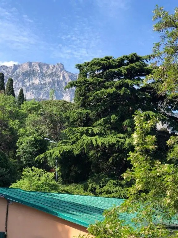 КЕДР АЛУПКА